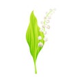 Lily of the Valley or May Bells with Oblong Green Leaf and Pendent Bell-shaped White Flowers Vector Illustration