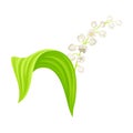 Lily of the Valley or May Bells with Oblong Green Leaf and Pendent Bell-shaped White Flowers Vector Illustration