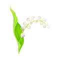 Lily of the Valley or May Bells with Oblong Green Leaf and Pendent Bell-shaped White Flowers Vector Illustration