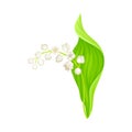 Lily of the Valley or May Bells with Oblong Green Leaf and Pendent Bell-shaped White Flowers Vector Illustration