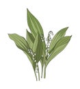 Lily of the valley May birth month flower vector. Royalty Free Stock Photo