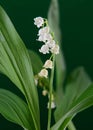Lily of the valley or May lily hanging from its stem Royalty Free Stock Photo