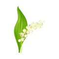 Lily of the valley. May lily beautiful fresh spring flower vector illustration Royalty Free Stock Photo