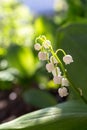 Lily of valley may-lily closeup. Beautiful white flowers in green garden. Freshness and purity concept. Nature close up. Royalty Free Stock Photo