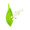 Lily of the Valley with Pendent Bell-shaped White Flowers Vector Illustration