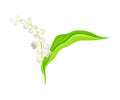 Lily of the Valley with Pendent Bell-shaped White Flowers Vector Illustration