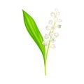 Lily of the Valley with Pendent Bell-shaped White Flowers Vector Illustration