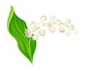 Lily of the Valley with Pendent Bell-shaped White Flowers Vector Illustration