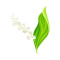 Lily of the Valley with Pendent Bell-shaped White Flowers Vector Illustration