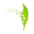 Lily of the Valley with Pendent Bell-shaped White Flowers Vector Illustration