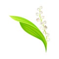 Lily of the Valley with Pendent Bell-shaped White Flowers Vector Illustration