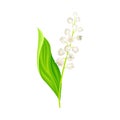 Lily of the Valley with Pendent Bell-shaped White Flowers Vector Illustration