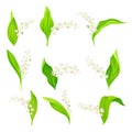 Lily of the Valley with Pendent Bell-shaped White Flowers Vector Set