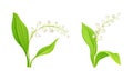 Lily of the Valley with Pendent Bell-shaped White Flowers Vector Set