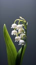 Lily of the Valley macro photo wallpaper blurred backgroundground. AI Generated Royalty Free Stock Photo