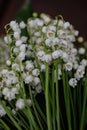 Lily of the valley