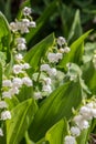 Lily of the valley with racemose inflorescence