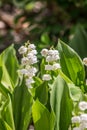 Lily of the valley with racemose inflorescence