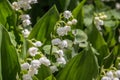 Lily of the valley with racemose inflorescence Royalty Free Stock Photo