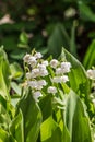 Lily of the valley with racemose inflorescence Royalty Free Stock Photo