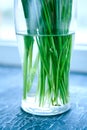 Lily of the valley roots in a glass vase