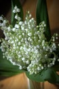 Lily of the Valley