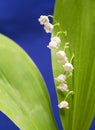 Lily of the valley, small depth of sharpness