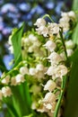 Lily of the valley - small white flowers in a garden