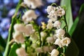 Lily of the valley - small white flowers