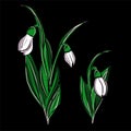 Lily of the valley, snowdrops, spring flowers. The first seasonal flowers. Flowers in a gift, card. Vector isolated Royalty Free Stock Photo