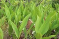 Lily of the valley Royalty Free Stock Photo