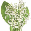 Flowers of lily of the valley Convallaria majalis, small white bells and leaves of lily of the valley on a white background.