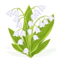 Lily of the valley, spring bouquet of delicate flower, vector illustration. White buds forest flowers bluebells, green stalks and