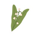 Lily of the valley, spring flower with blooming bell-shaped buds. Woodland floral plant Muguet. May convallaria with
