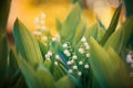 Lily of the valley at spring sunset Royalty Free Stock Photo