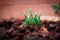 Lily of the valley sprouts sprout from the ground