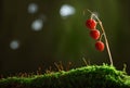 Lily of the valley tree berries Royalty Free Stock Photo