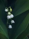 lily of the valley