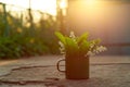 Lily of the valley in a vintage mug on the background of an evening sunset. Copy space. Rustic concept Royalty Free Stock Photo