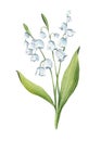 Lily of the Valley Watercolor Illustration. Lily of the Valley flower isolated on white. May Birth Month Flower. Royalty Free Stock Photo