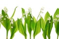 Lily of the valley Royalty Free Stock Photo