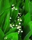 White Lily of the valley on a background of green leaves.