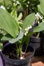 Lily of the vallley, Convallaria majalis plants and flowers in vase, sunlight