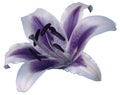 Lily violet-blue flower on a white isolated background with clipping path. Closeup no shadows. Royalty Free Stock Photo