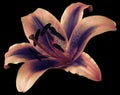 Lily violet-pink flower on the black isolated background with clipping path. Closeup no shadows. Royalty Free Stock Photo