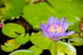 lily water flower in pond.beautiful lily water flower is complimented by the rich colors of the deep blue water surface.