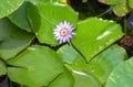 Lily water in pound in Maria Luisa Park Royalty Free Stock Photo