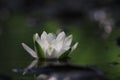 Lily white autumn pond