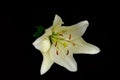 Lily is white black background, flowers close up, pistil and stamens Royalty Free Stock Photo