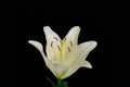 Lily is white black background, flowers close up, pistil and stamens Royalty Free Stock Photo